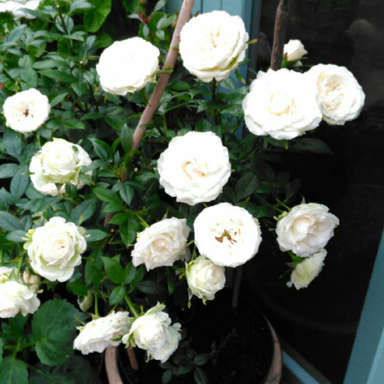 plant image 193348 plant image 193348