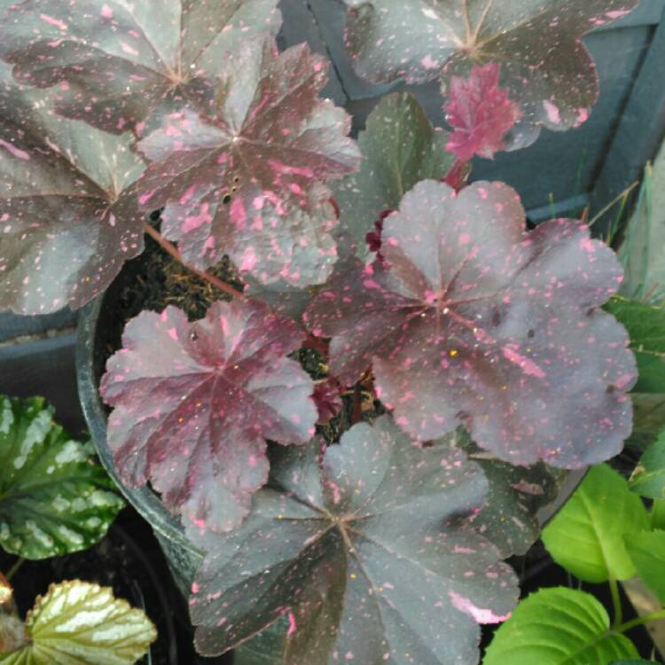 plant image 210597