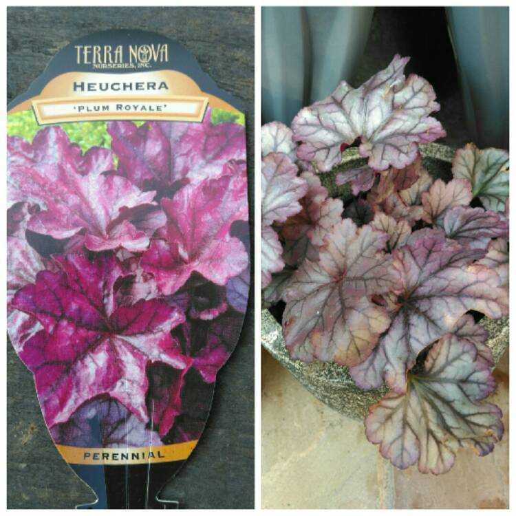 Plant image Heuchera 'Plum Royale'