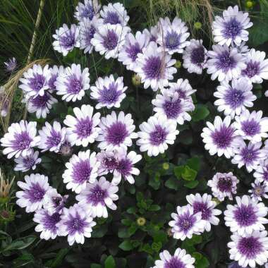 Osteospermum '3D Violet Ice'