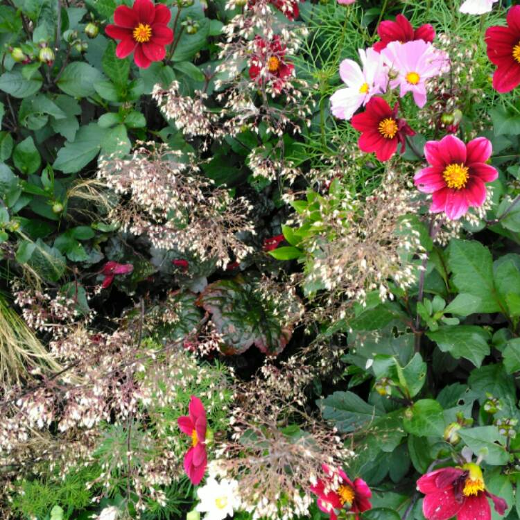plant image 216474