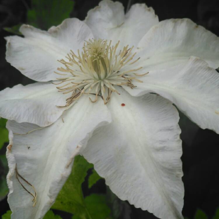 plant image 217490 plant image 217490