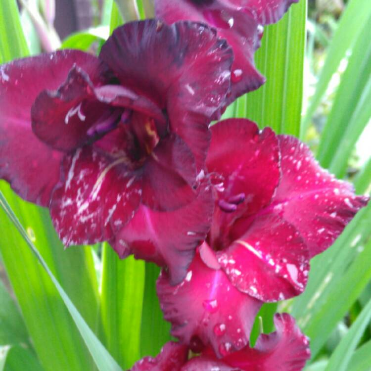plant image 224641 plant image 224641