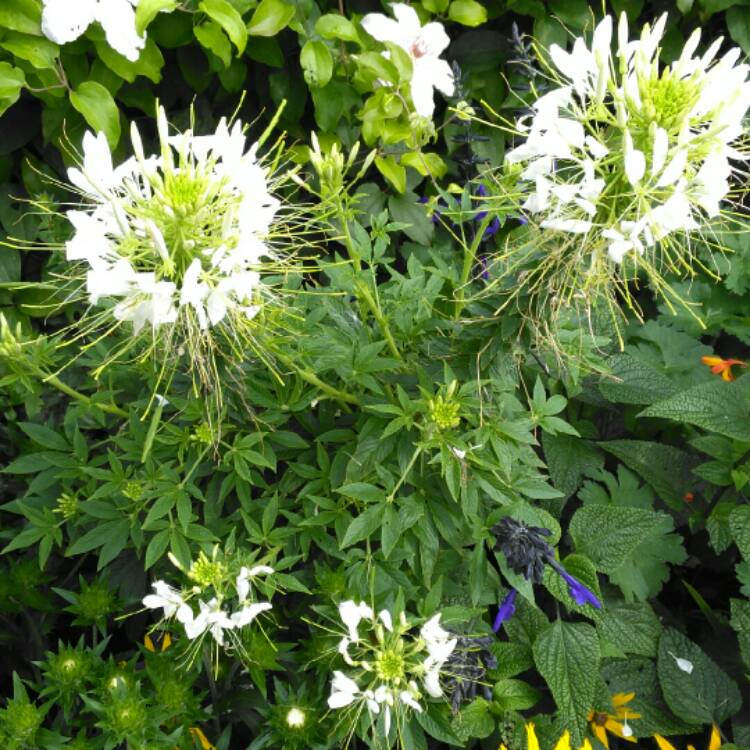 plant image 224805