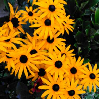 Rudbeckia fulgida var. sullivantii 'Goldsturm'
