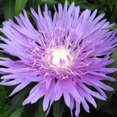 Stokesia 'Peachie's Pick'