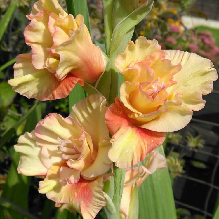 plant image 232924