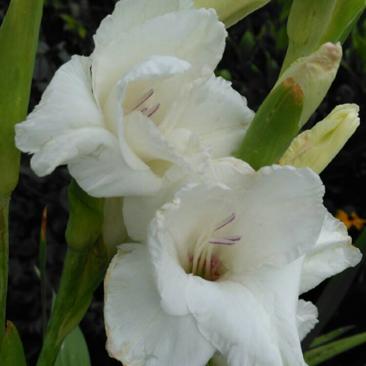 plant image 234209 plant image 234209