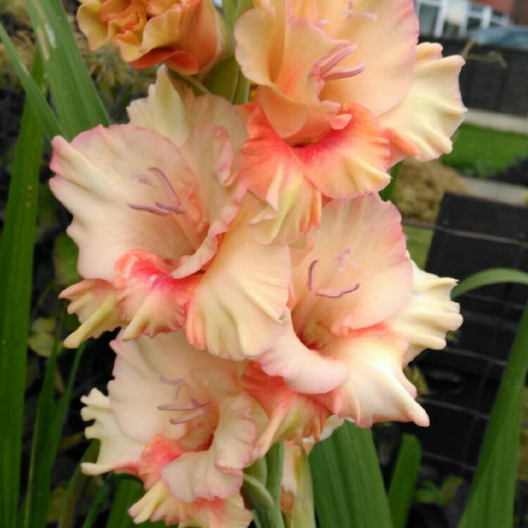 plant image 234279