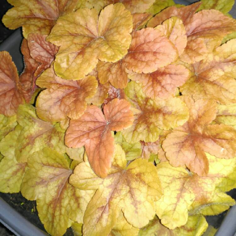 plant image 237059 plant image 237059