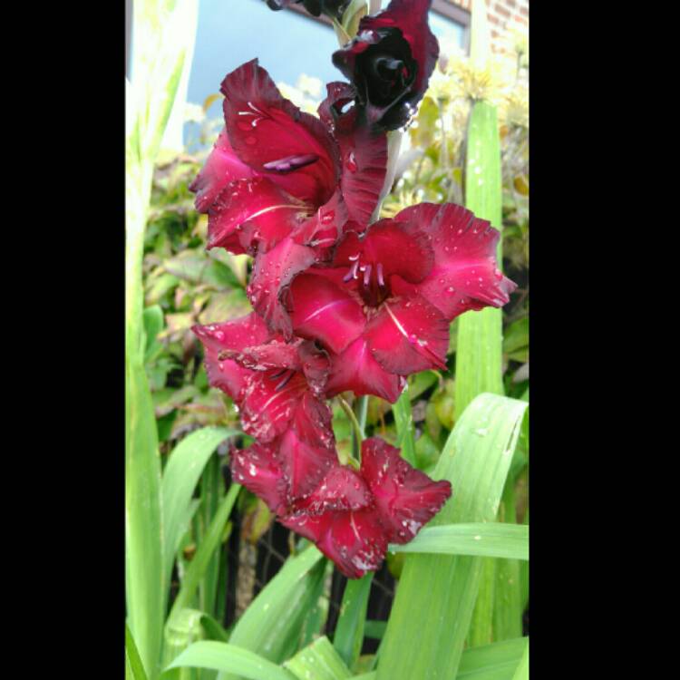 plant image 237496 plant image 237496