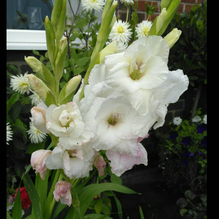 plant image 237497 plant image 237497