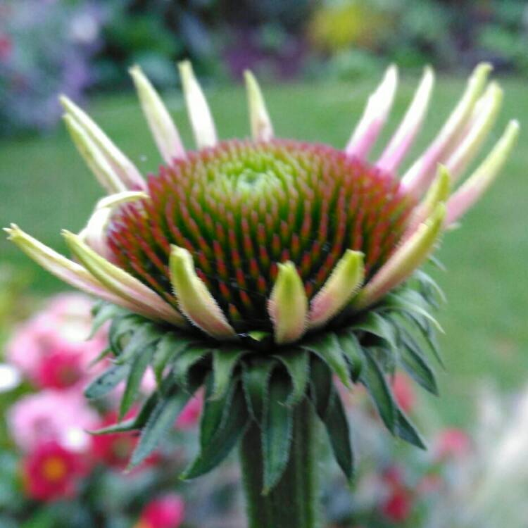 plant image 241230 plant image 241230