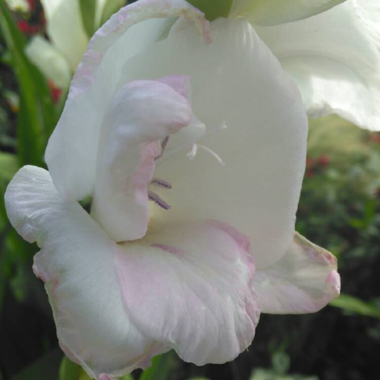 plant image 241664 plant image 241664
