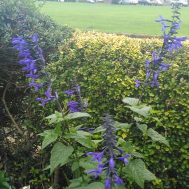 Salvia Guaranitica 'Black and Blue'