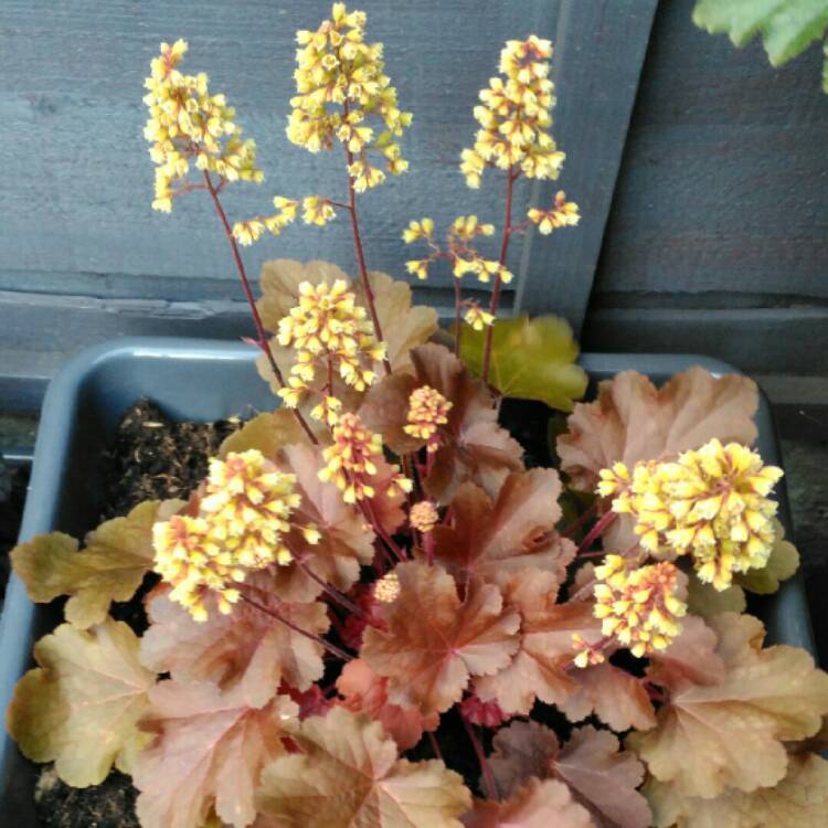 Plant image Heuchera 'Little Cutie Blondie'