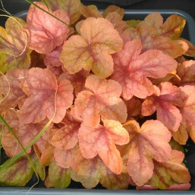 x Heucherella 'Buttered Rum'