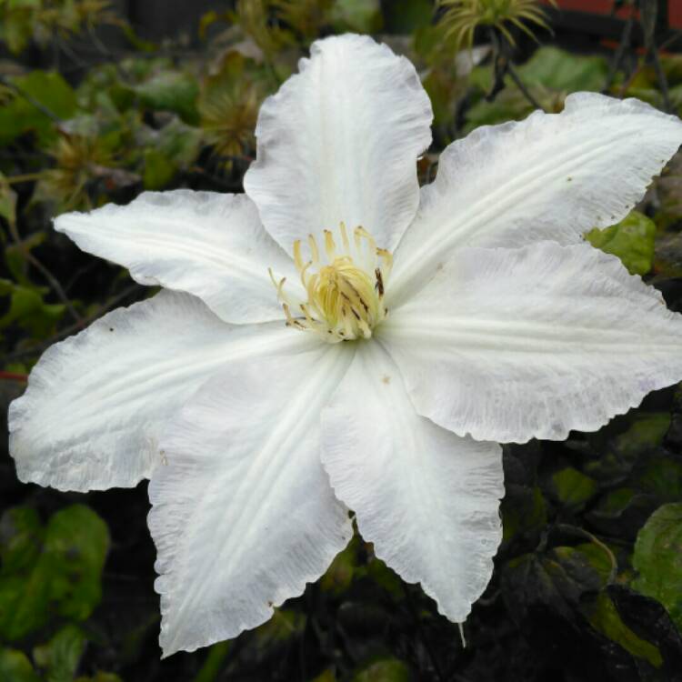 plant image 253906 plant image 253906