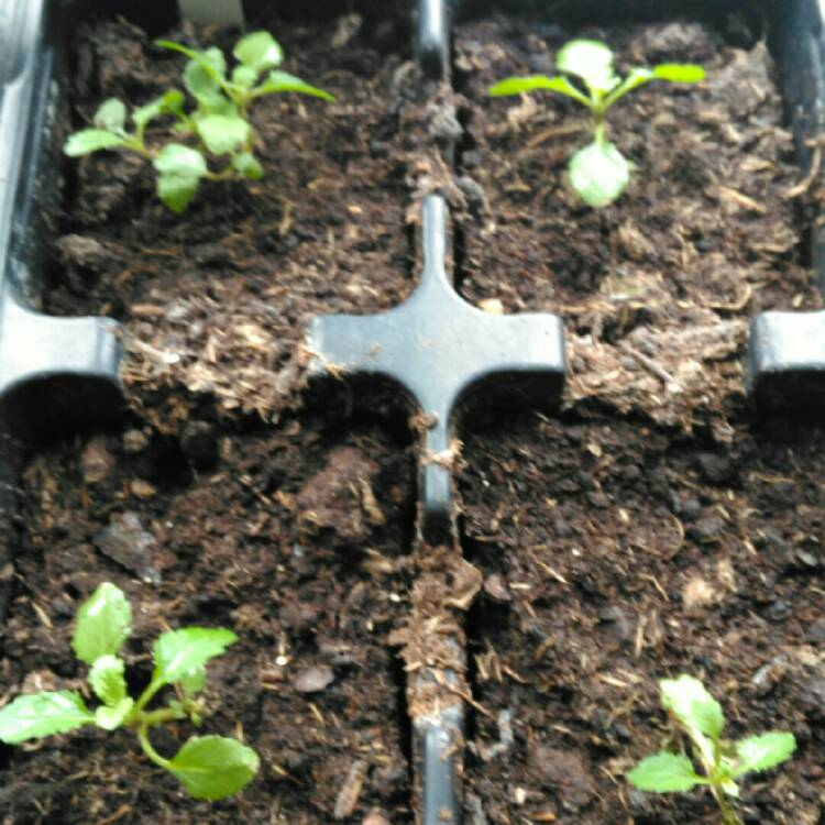 plant image 272234