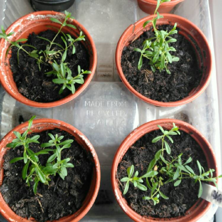 plant image 272235