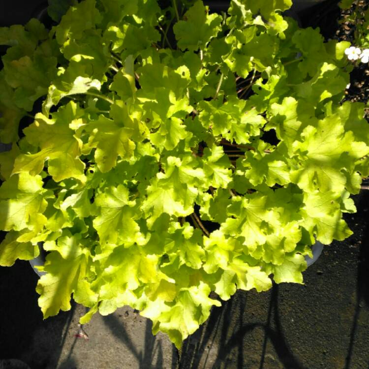 plant image 276117