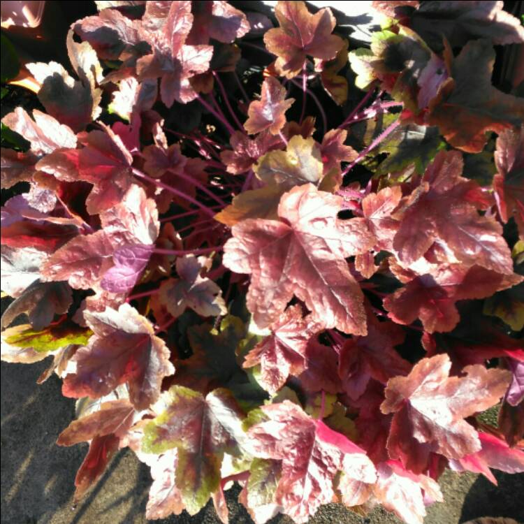 plant image 276118 plant image 276118