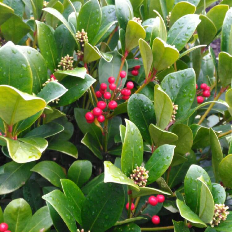 plant image 287071 plant image 287071