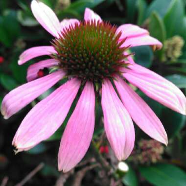 Echinacea purpurea 'Bravado'