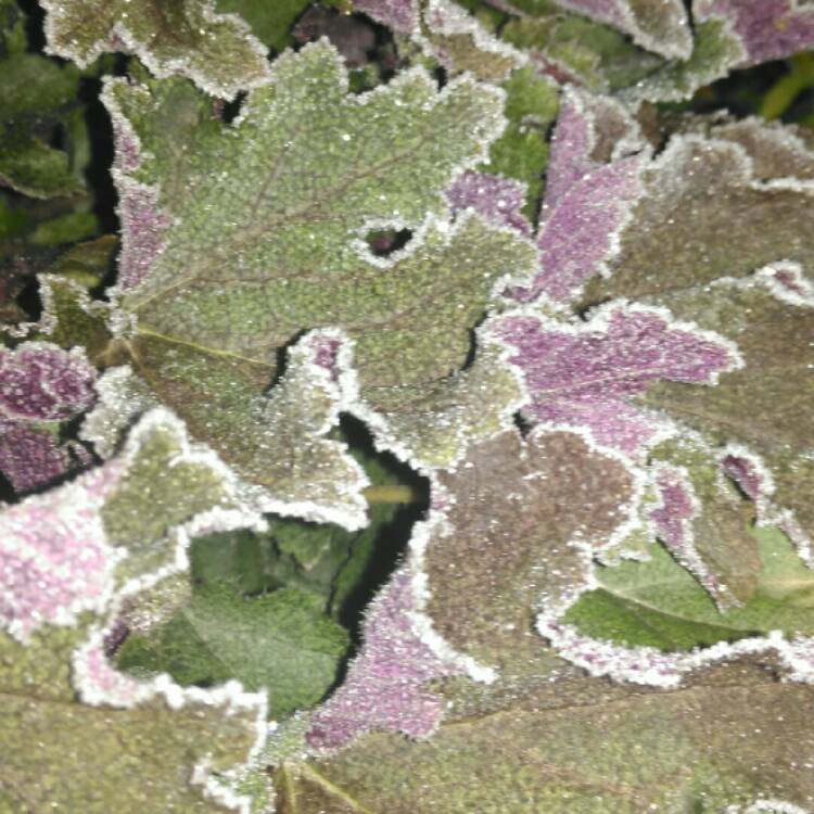 plant image 292788 plant image 292788