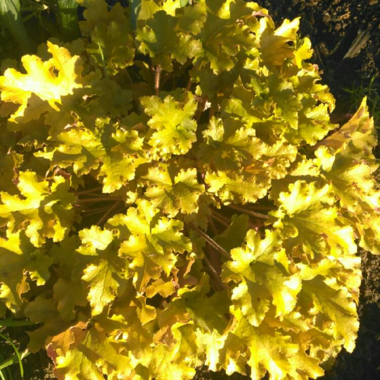 plant image 295447