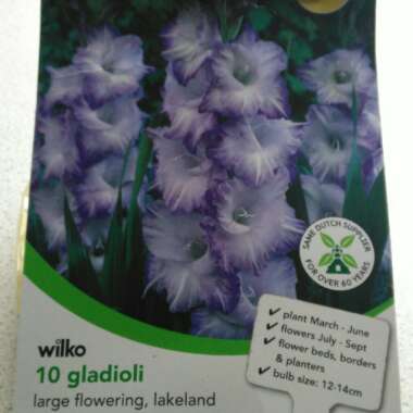 Gladiolus 'Lakeland'