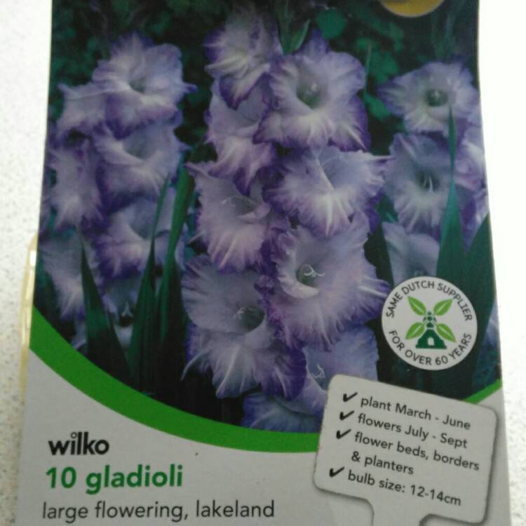plant image 297679