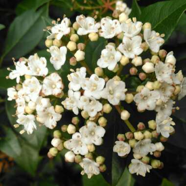 Viburnum tinus 'Eve Price'