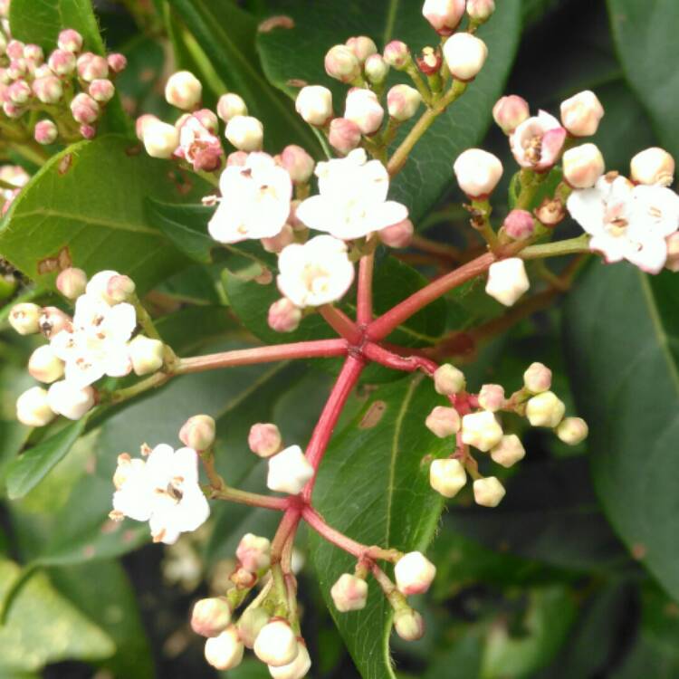 plant image 306829 plant image 306829