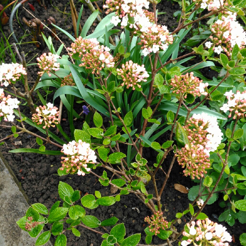 Viburnum x burkwoodii 'Anne Russell'