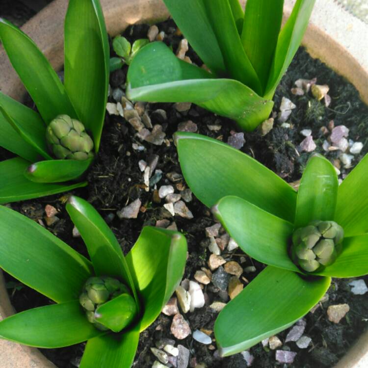 Plant image Hyacinthus orientalis