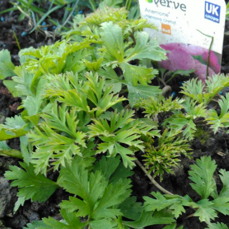 plant image 321734 plant image 321734