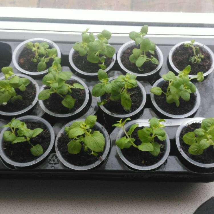 plant image 323851