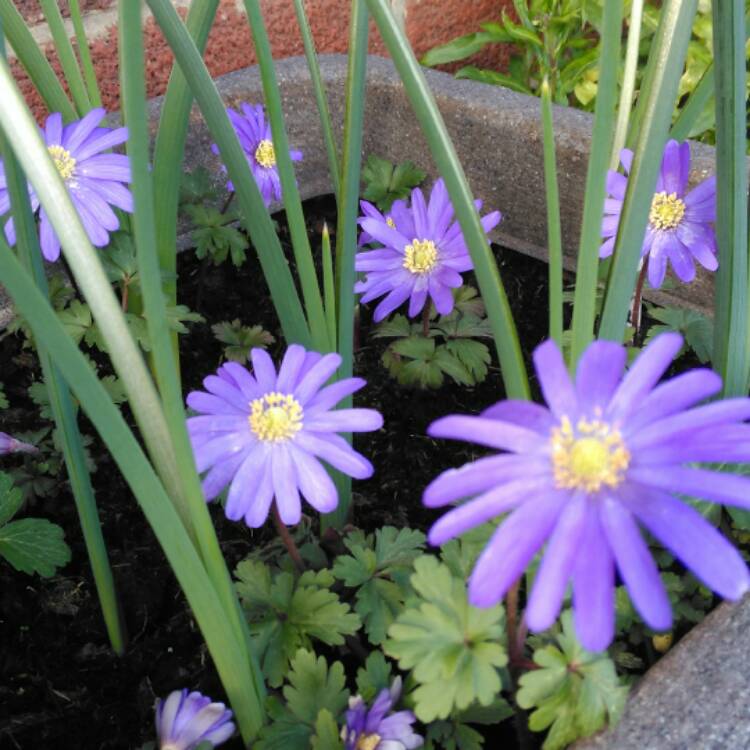 plant image 326109 plant image 326109