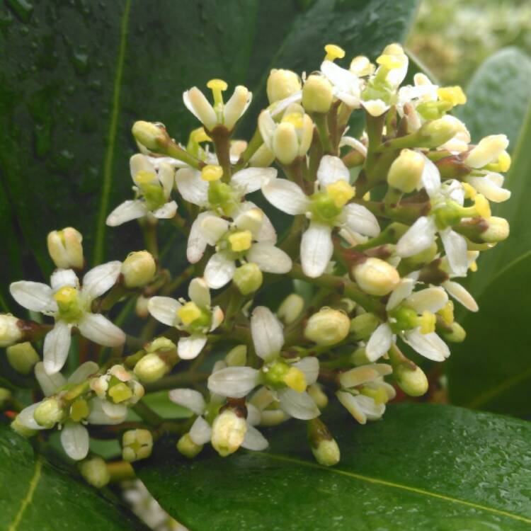 plant image 329205 plant image 329205