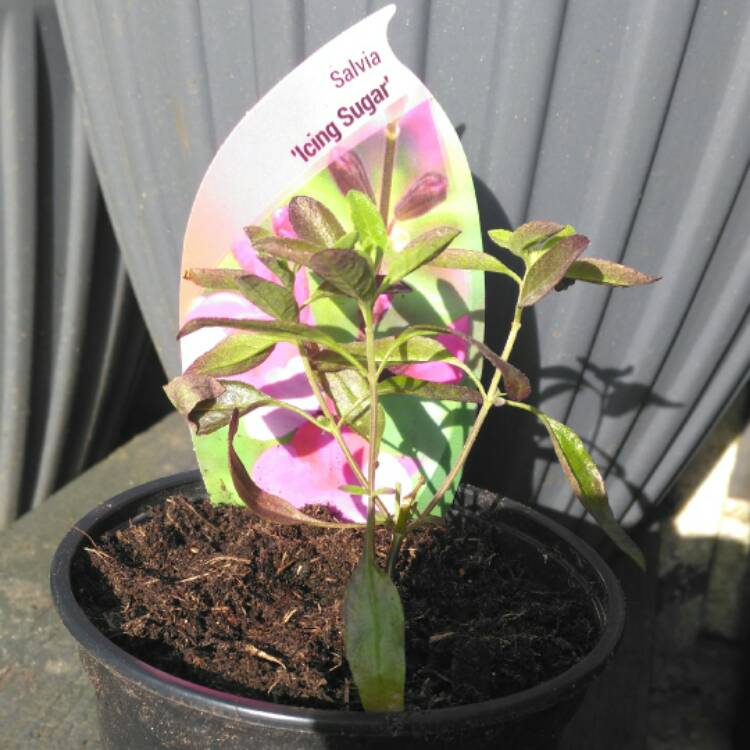 plant image 332260 plant image 332260