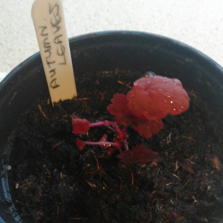 Plant image Heuchera 'Autumn Leaves'