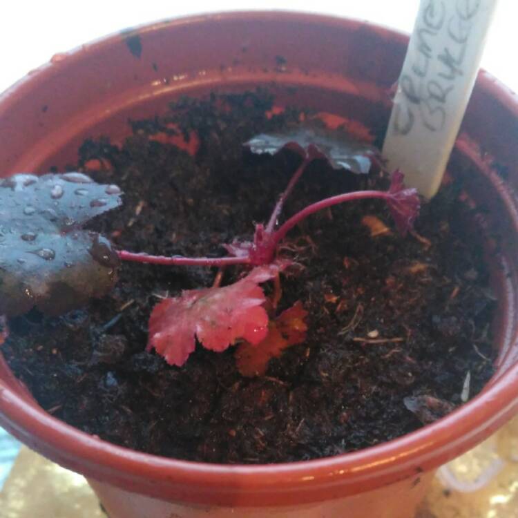 plant image 334199