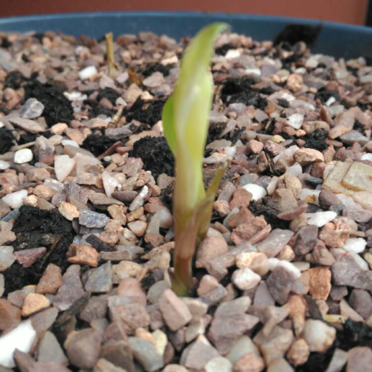 plant image 334286 plant image 334286