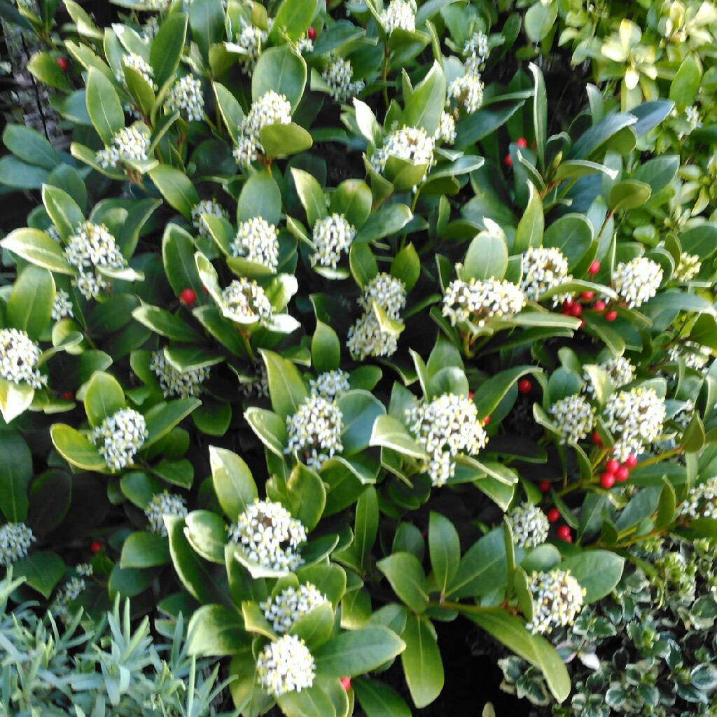 plant image 33517 plant image 33517