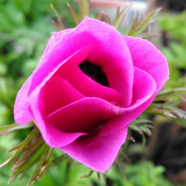 plant image 337389 plant image 337389