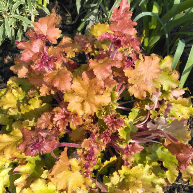 plant image 338491