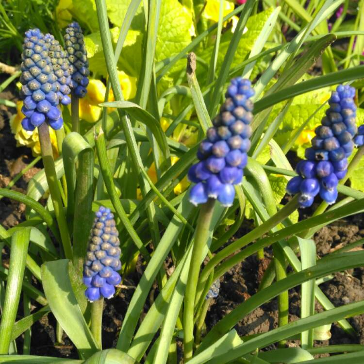 Plant image Muscari armeniacum
