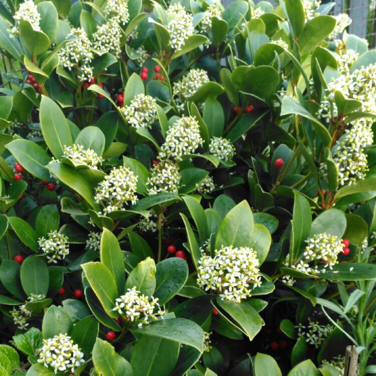 plant image 343334 plant image 343334