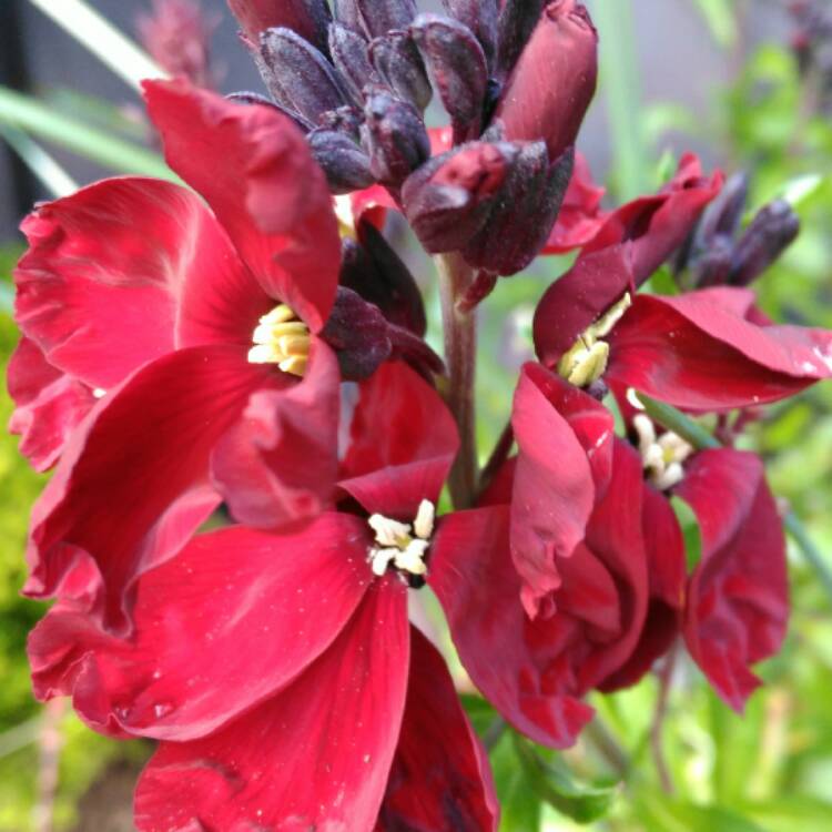 plant image 343351 plant image 343351